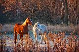 Two Horses On A Frosty Morning_10597